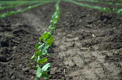 MANAGE SOYBEAN PLANTING DATE TO MAXIMIZE YIELD